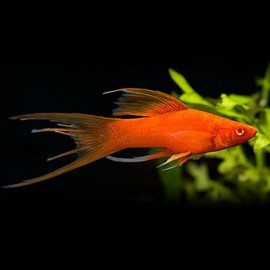 Xiphophorus helleri red lyra 7 - 10 cm