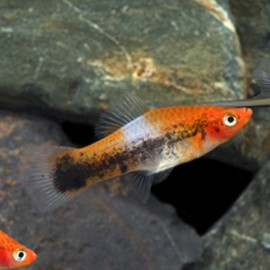 Xiphophorus helleri tricolor 4 - 5 cm