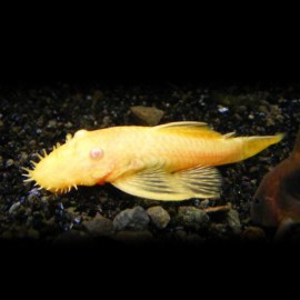 Ancistrus albino 3 - 4 cm