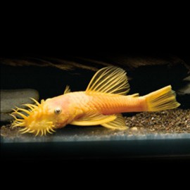 Ancistrus lemon  l 144 2,5 - 3 cm