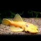 Ancistrus sp. gold 2 - 2,5 cm