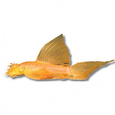 Ancistrus sp. gold long fin 2,5 - 3 cm