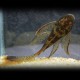 Ancistrus sp. lda 16 long fin 5 - 7 cm