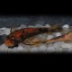 Ancistrus sp. red + black 2 - 2,5 cm