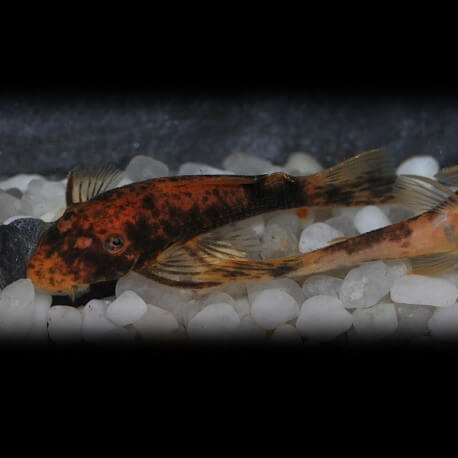 Ancistrus sp. red + black 3 - 4 cm