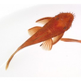 Ancistrus sp. super red 2,5 - 3 cm