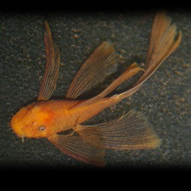 Ancistrus sp. super red long fin 3,5 - 4 cm