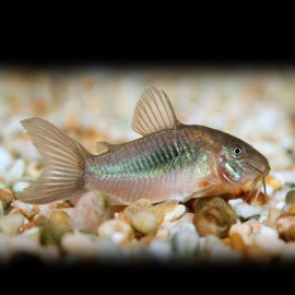 Corydoras aeneus / schultzei 2 cm