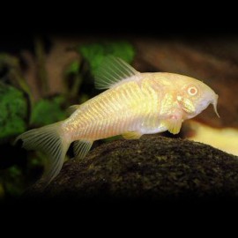 Corydoras aeneus albin 2,5 - 3 cm