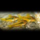 Corydoras aeneus peru gold strip 4 - 5 cm
