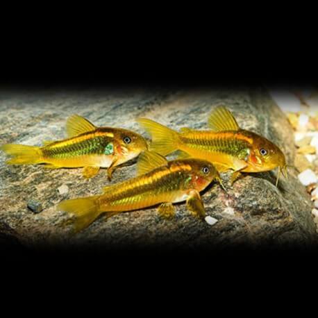 Corydoras aeneus peru gold strip 4 - 5 cm