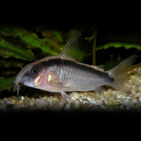 Corydoras arcuatus 2,5 - 3 cm