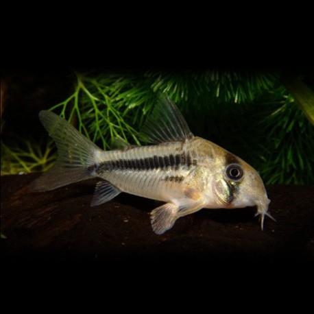 Corydoras axelrodi 4 - 5 cm