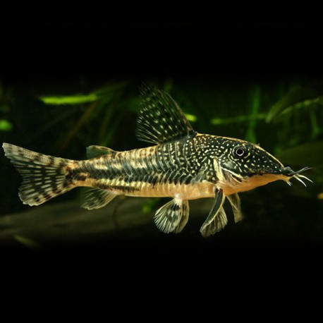 Corydoras barbatus XL