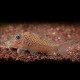 Corydoras cervinus 3,5-4cm