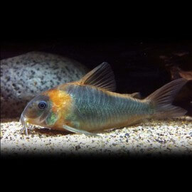 Corydoras egues 3,5 - 4 cm