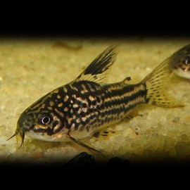 Corydoras elegans 3 - 3,5 cm