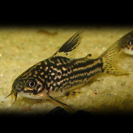 Corydoras elegans 3 - 3,5 cm