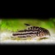Corydoras nannus 3 - 3,5 cm