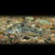 Corydoras paleatus 2 cm