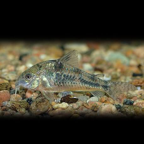 Corydoras paleatus 2-2,5cm