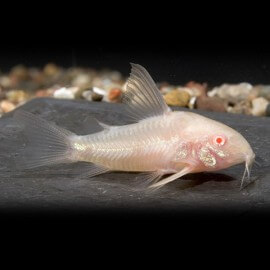 Corydoras paleatus albin long 4 - 5 cm