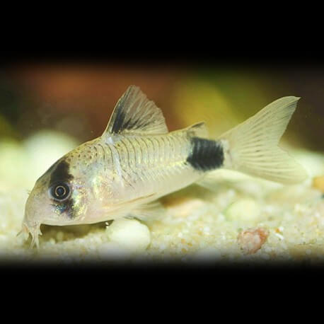 Corydoras panda 2 - 2,5 cm