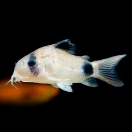 Corydoras panda rio negro 2,5-3cm