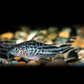 Corydoras robineae XL