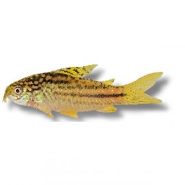 Corydoras sp. yellow cat 3-4cm