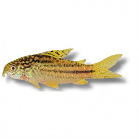 Corydoras sp. yellow cat 3-4cm