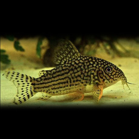 Corydoras sterbai 2 - 2,5 cm