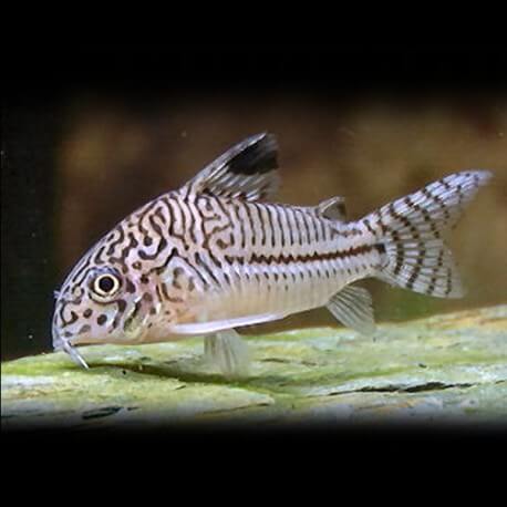 Corydoras trilineatus XL