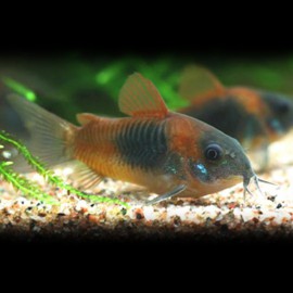 Corydoras venezuelanus 3,5 - 4 cm