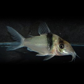 Corydoras virginae 3 cm