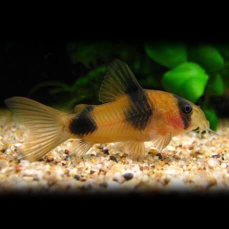 Corydoras weitzmani 2 - 2,5 cm