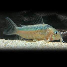 Corydoras zygatus 4-5cm