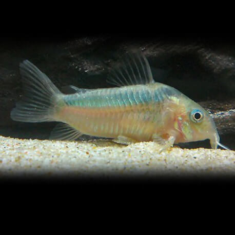 Corydoras zygatus 4-5cm