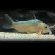 Corydoras zygatus 3,5 - 4 cm
