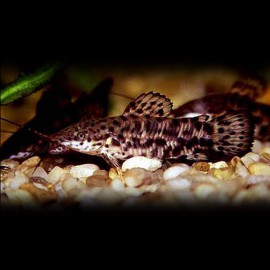 Hoplosternum thoracatum 8,5 - 10 cm