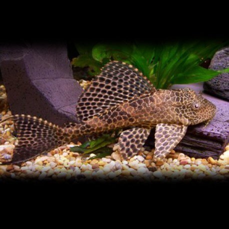 Hypostomus plecostomus 4 cm