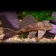 Hypostomus plecostomus 5 cm