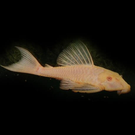 Hypostomus plecostomus gold 4 cm