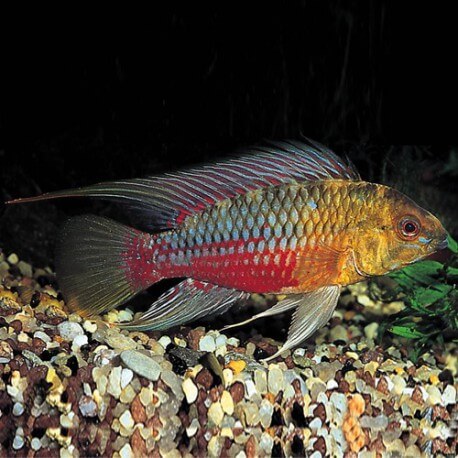 APISTOGRAMMA HONGSLOI 