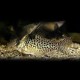 Corydoras melanistius L