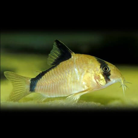 Corydoras metae L