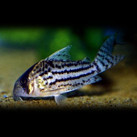 Corydoras schwartzi L