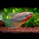 Gourami leeri L