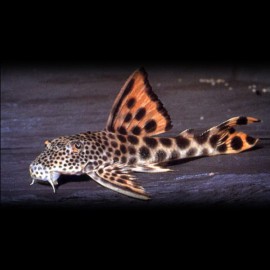 L075 Hyphostomus para-pleco 4 - 7 cm
