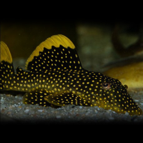 Baryancistrus sp L081 25-30cm